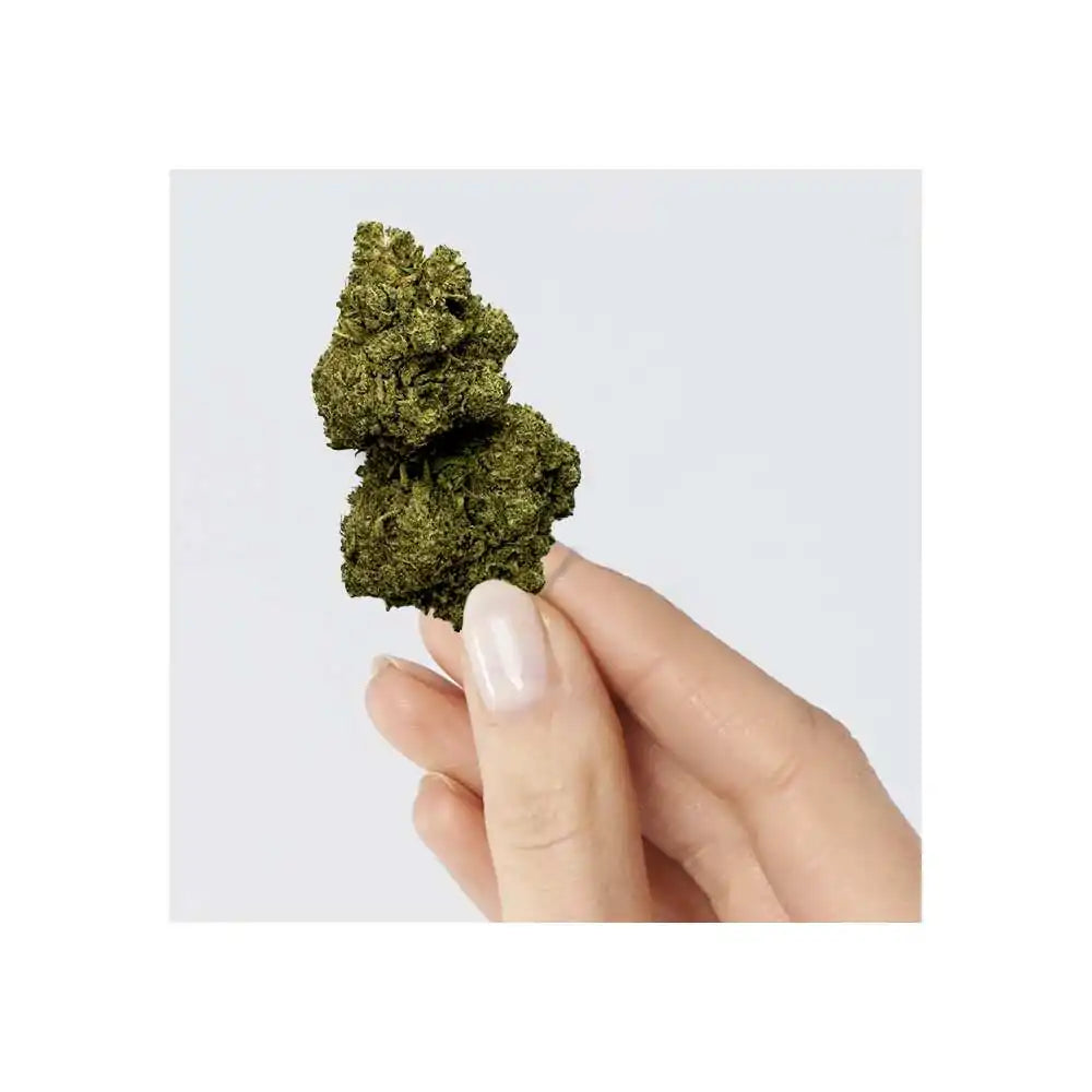 Rainbow Kush CBD 12% CBD - THC <0,30% - Chanvre Indoor Premium